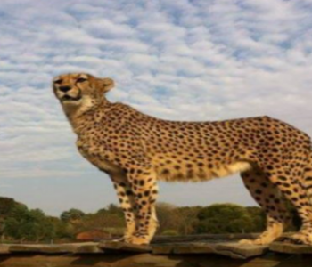 Cheetah-Experience